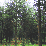 Monkey Puzzle Tree Forest
