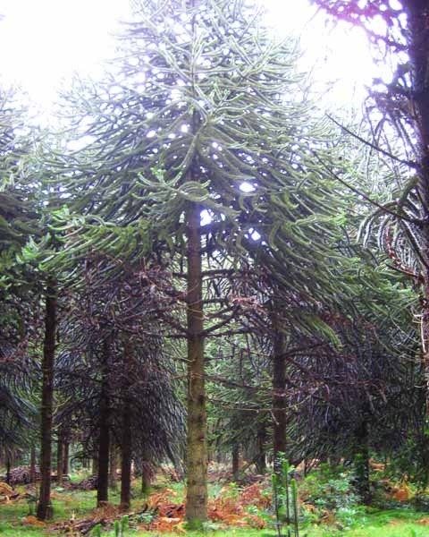 Monkey Puzzle Tree, Picture of Monkey Puzzle Tree