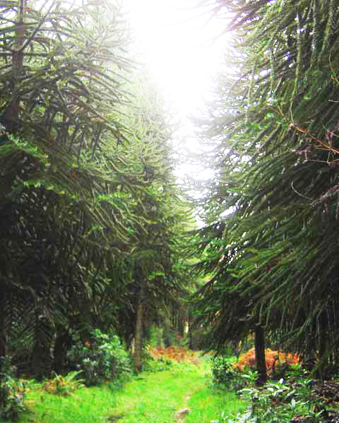 Monkey Tree Forest, Picture of Monkey Tree Forest