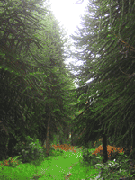 Monkey Puzzle Trees