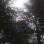 monkey tail tree picture