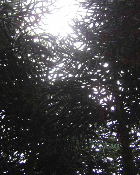 Monkey Tree Branches, Picture of Monkey Tree Branches