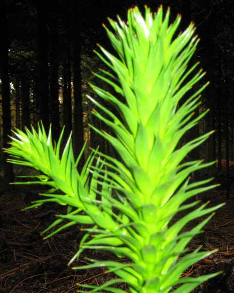 Monkey Tree, Picture of Monkey Tree