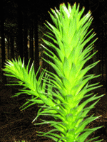 Monkey Tail Tree Branch & Leaves Close