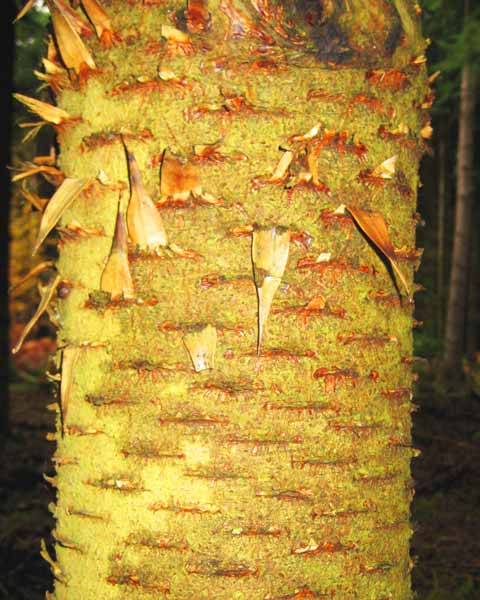 Monkey Tree Bark, Picture of Monkey Tree Bark