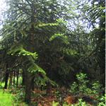 Monkey Puzzle Tree