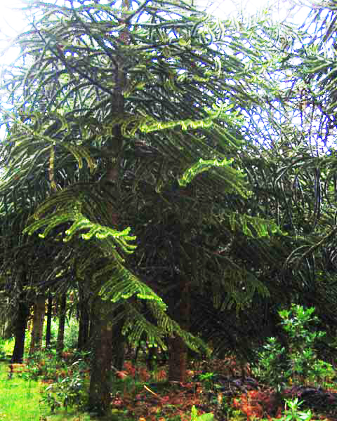 Monkey Trees, Picture of Monkey Trees