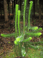 Monkey Tail Tree, Ornamental Branches Leaves