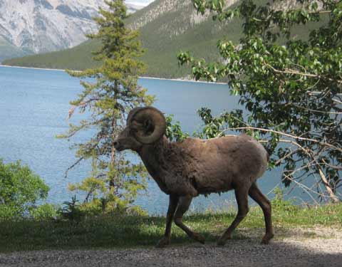 Mountain Trees With Ram Sheep