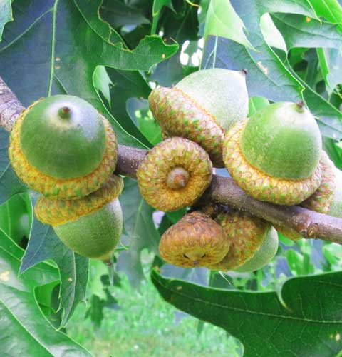 Oak Tree Acorns