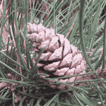pine tree picture