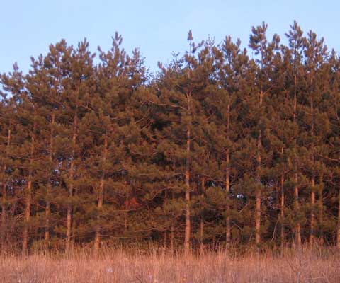 Pine Tree Forest Picture