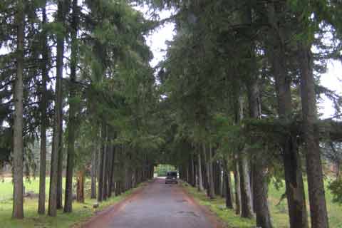 Pine Tree Lane Picture
