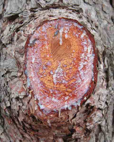 Pine Cones, Picture of Pine Tree Cone