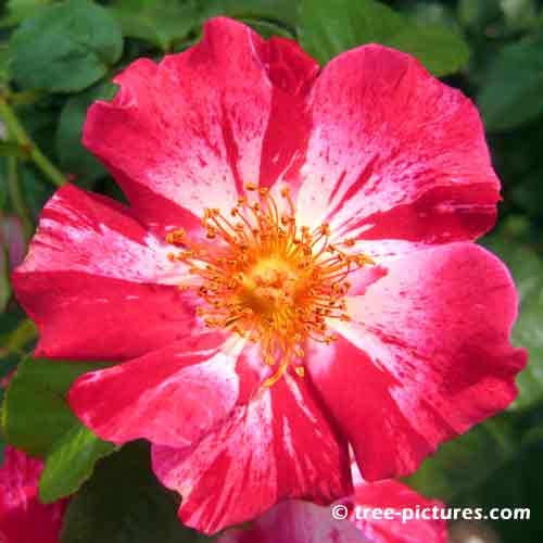 Pictures of Roses: Impressive Red Rose with White Accents Photo