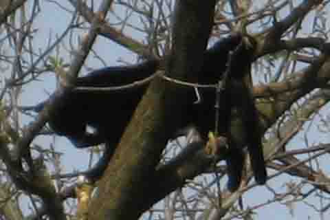 Fat Racoon Tree Picture