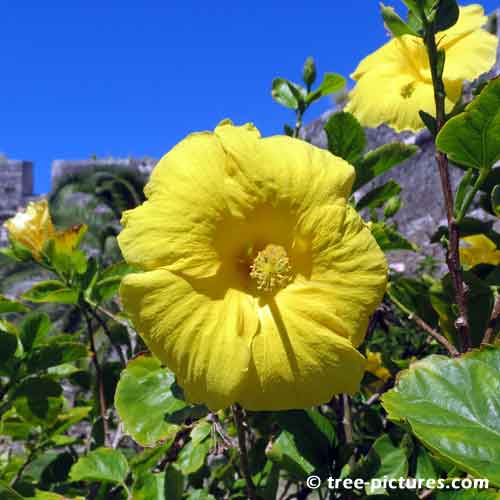 Hibiscus Pictures, Impressive Yellow Hibiscus Tree Flower Photo