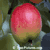 Apple Tree Pictures: Red Apple Tree Fruit | Tree:Apple+Fruit at Tree-Pictures.com