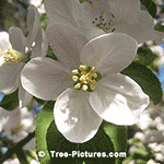 tree picture