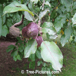 Apples: Fruit of the Apple Tree