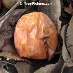 Apple, Bad Apple Tree Fruit