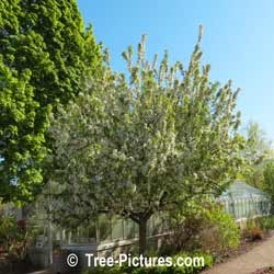 Crab Apples: Crab Apple Tree Landscaping