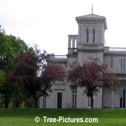 Apple Tree Pictures: Crab Apple Tree Estate Landscaping