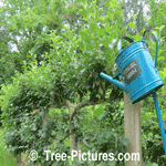 Dwarf Apple Trees: Espalier Apple Fruit Garden Picture