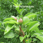 Pictures of Apples: New Apple Fruit