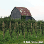 Young Apple Trees Growing in an Apple Orchard | Tree-Apple-Orchard @ Tree-Pictures.com