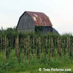 Pictures of Apple Trees: Young Apple Trees Growing in an Apple Orchard