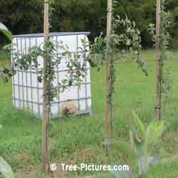 Apple Cider: Apple Sapling + Storage Bin for making Apple Ciders