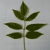 Ash Leaves