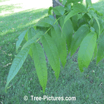 Tree Photos, Black Ash Tree Leaves
