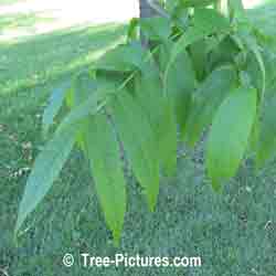 Ash Tree: Black Ash Tree Leaf, Leaves of Black Ash | Tree:Ash+Black+Leaf+Leaves at Tree-Pictures.com
