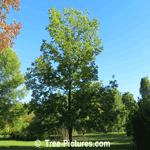Ash Tree Identification: Black Ash Species | Ash Trees @ Tree-Pictures.com