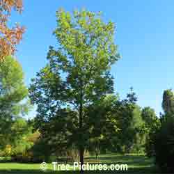 Black Ash: Black Ash Tree | Tree:Ash+Black at Tree-Pictures.com