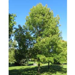 Blue Ash: Rare Ash Tree Photo | Tree:Ash+Blue at Tree-Pictures.com