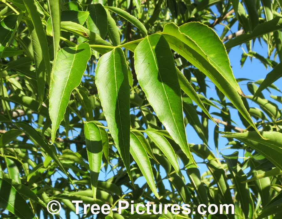 Blue Ash: Rare Ash Tree: Leaf, Leaves of Blue Ash | Ash Trees at Tree-Pictures.com