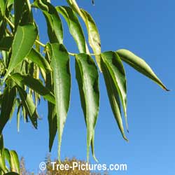 Blue Ash: Rare Ash Tree: Leaf, Leaves of Blue Ash Photo | Tree:Ash+Blue+Leaf+Leaves at Tree-Pictures.com