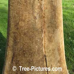Ash Disease: Emerald Ash Borer (EAB) Kills Ash Tree Photo | Tree:Ash+Blue at Tree-Pictures.com