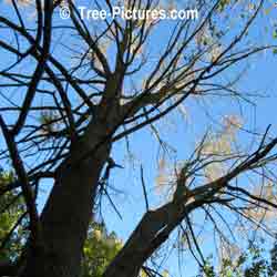 Red Ash: Bark, Branches of the Red Ash Tree in Autumn | Tree:Ash+Red+Autumn at Tree-Pictures.com