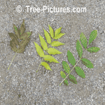 Ash Tree Pictures: Fall Picture of Leaf of the Pumpkin Ash, Blue Ash and European Ash Tree (Ash Tree Type Leaf is named left to right order