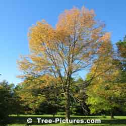 White Ash: White Ash Tree in Yelow Autumn Leaf Colors | Tree:Ash+White+Autumn at Tree-Pictures.com