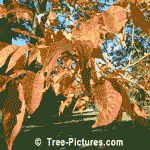 Ashes: White Ash Tree Leaves 