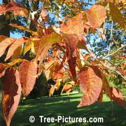 White Ash: White Ash Tree with Yellow Orange Autumn Leaves | Tree:Ash+White+Leaf+Autumn at Tree-Pictures.com