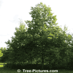 Pictures of Aspen Trees: Big Tooth Trembling Aspen (Populus grandidentata)Tree | Tree:Aspen+Trembling+BigTooth at Tree-Pictures.com