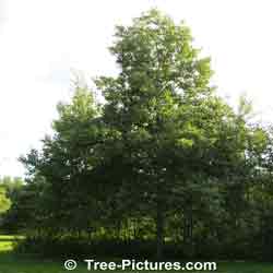Pictures of Aspen Trees: Big Tooth Trembling Aspen (Populus grandidentata)Tree | Tree:Aspen+Trembling+BigTooth at Tree-Pictures.com