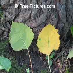 Pictures of Aspen Trees: Fall Picture of Big Tooth Trembling Aspen (Populus grandidentata)Tree's Leaf Leaves | Tree:Aspen+Trembling+BigTooth at Tree-Pictures.com