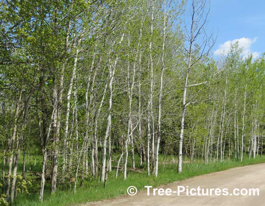 Aspen: Stand of Trembling Aspen Trees | Aspen Trees at Tree-Pictures.com